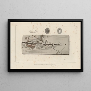 Louis Agassiz - Recherches sur les poissons fossiles Pl331.webp