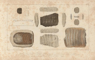 Louis Agassiz - Recherches sur les poissons fossiles Pl334.webp