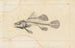 Recherches sur les poissons fossiles Pl336 - Louis Agassiz — artwork view