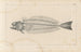 Recherches sur les poissons fossiles Pl340 - Louis Agassiz — artwork view