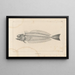 Recherches sur les poissons fossiles Pl340 - Louis Agassiz — framed artwork on a wall