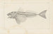 Recherches sur les poissons fossiles Pl341 - Louis Agassiz — artwork view