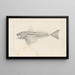 Recherches sur les poissons fossiles Pl341 - Louis Agassiz — framed artwork on a wall
