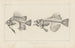 Recherches sur les poissons fossiles Pl343 - Louis Agassiz — artwork view