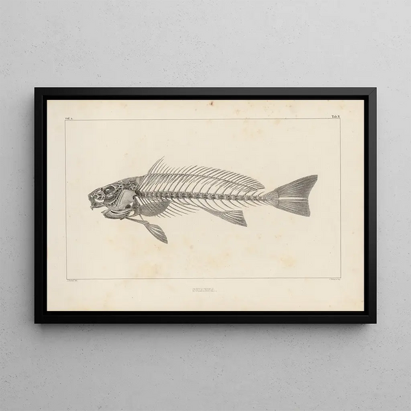Recherches sur les poissons fossiles Pl345 - Louis Agassiz — gerahmtes Bild an der Wand