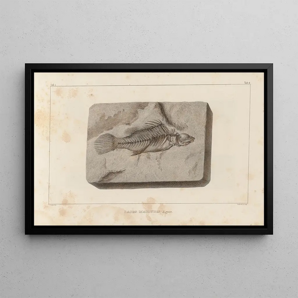 Louis Agassiz - Recherches sur les poissons fossiles Pl352.webp