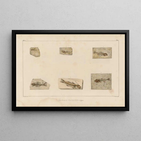 Recherches sur les poissons fossiles Pl353 - Louis Agassiz — gerahmtes Bild an der Wand