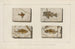 Recherches sur les poissons fossiles Pl355 - Louis Agassiz — artwork view