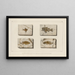 Recherches sur les poissons fossiles Pl355 - Louis Agassiz — framed artwork on a wall