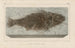 Recherches sur les poissons fossiles Pl356 - Louis Agassiz — artwork view
