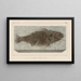 Recherches sur les poissons fossiles Pl356 - Louis Agassiz — framed artwork on a wall