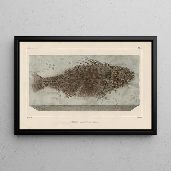 Recherches sur les poissons fossiles Pl356 - Louis Agassiz — gerahmtes Bild an der Wand