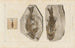 Recherches sur les poissons fossiles Pl358 - Louis Agassiz — artwork view