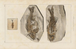 Louis Agassiz - Recherches sur les poissons fossiles Pl358.webp