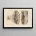 Recherches sur les poissons fossiles Pl358 - Louis Agassiz — framed artwork on a wall