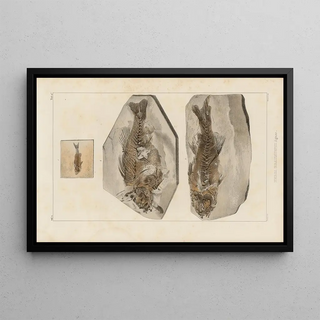 Louis Agassiz - Recherches sur les poissons fossiles Pl358.webp