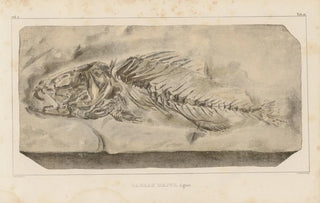 Louis Agassiz - Recherches sur les poissons fossiles Pl359.webp