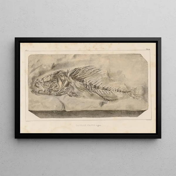 Louis Agassiz - Recherches sur les poissons fossiles Pl359.webp