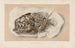 Recherches sur les poissons fossiles Pl362 - Louis Agassiz — artwork view