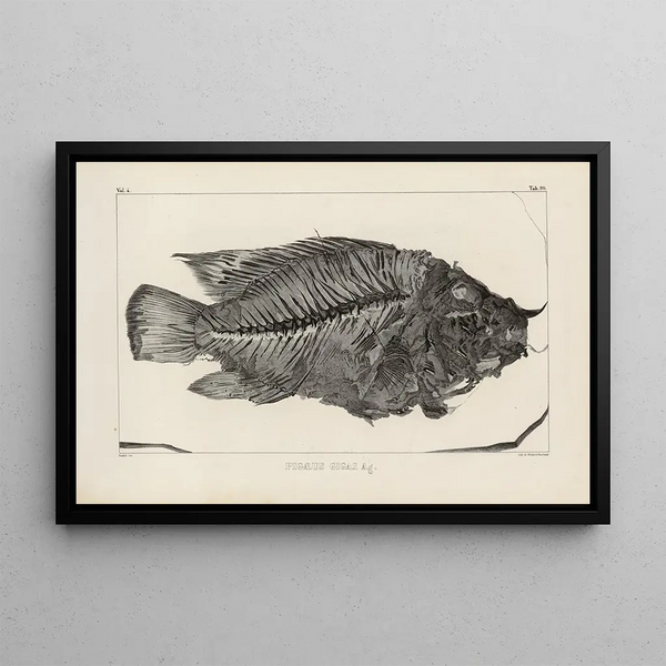 Ricerche sui pesci fossili Pl371 - Louis Agassiz — quadro incorniciato alla parete