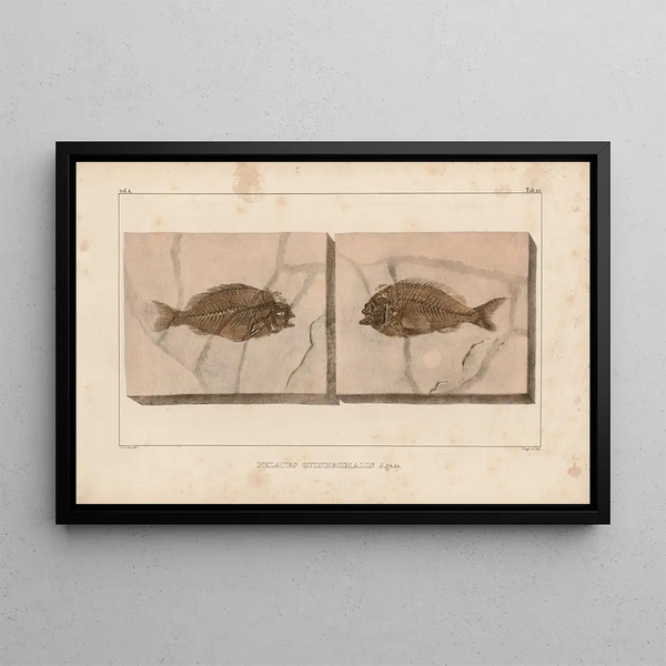 Louis Agassiz - Recherches sur les poissons fossiles Pl373.webp