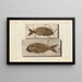 Recherches sur les poissons fossiles, Pl375 - Louis Agassiz — framed artwork on a wall