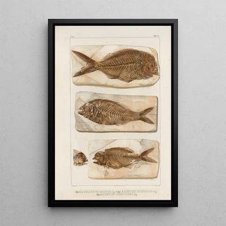 Louis Agassiz - Recherches sur les poissons fossiles Pl377.webp