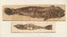 Recherches sur les poissons fossiles, Pl. 383 - Louis Agassiz — artwork view