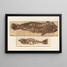 Recherches sur les poissons fossiles, Pl. 383 - Louis Agassiz — framed artwork on a wall