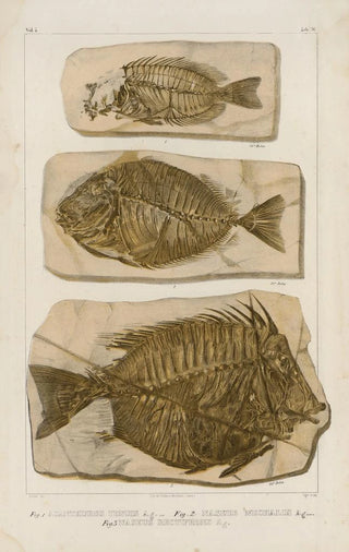 Louis Agassiz - Recherches sur les poissons fossiles Pl386.webp