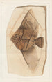 Recherches sur les poissons fossiles Pl393 - Louis Agassiz — Ansicht des Kunstwerks