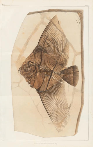 Louis Agassiz - Recherches sur les poissons fossiles Pl393.webp