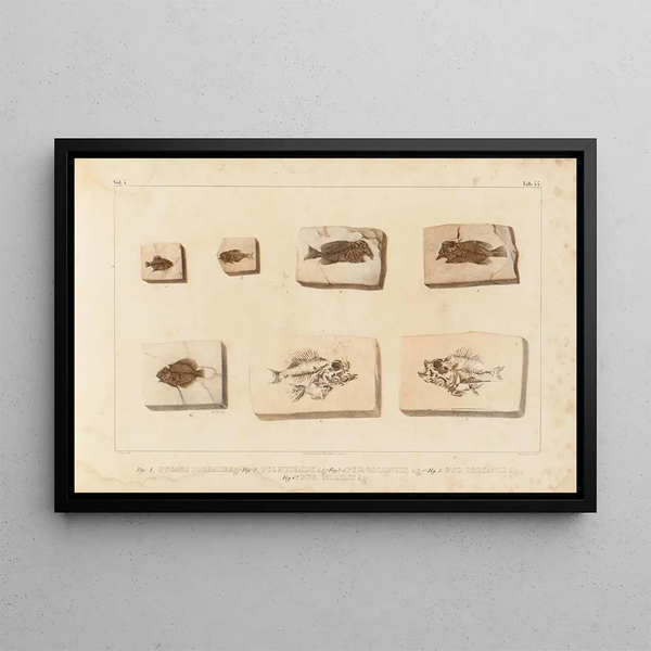 Recherches sur les poissons fossiles Pl396 - Louis Agassiz — gerahmtes Bild an der Wand