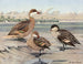 Paperotto delle Bahamas, paperotto delle Isole Galápagos, paperotto africano a becco rosso - Louis Agassiz Fuertes — vista dell’opera