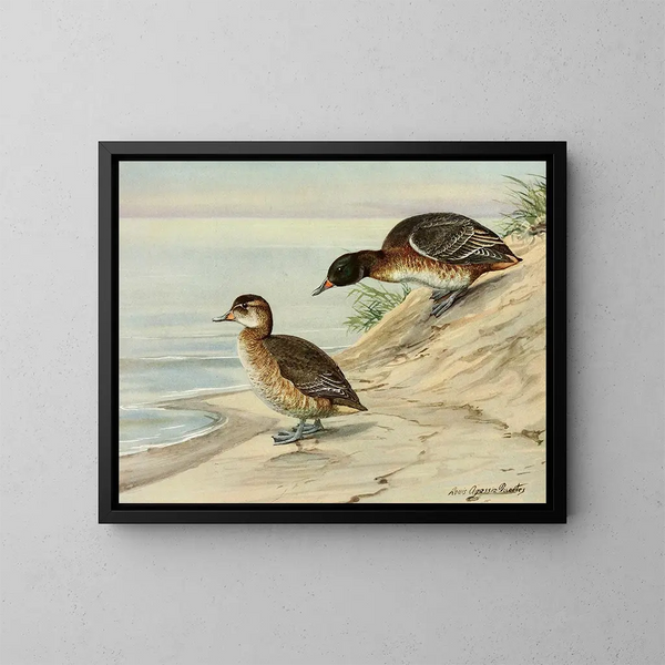 Enten mit schwarzem Kopf - Louis Agassiz Fuertes — gerahmtes Bild an der Wand