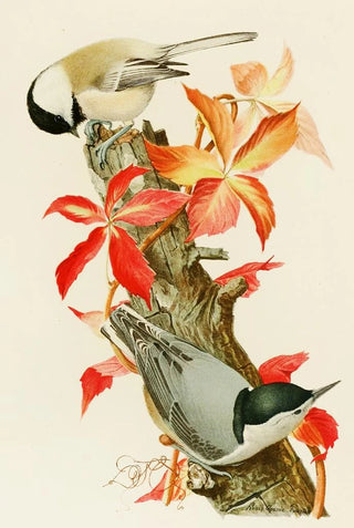 Louis Agassiz Fuertes - ChickadeeWhiteBreasted Nuthatch.webp