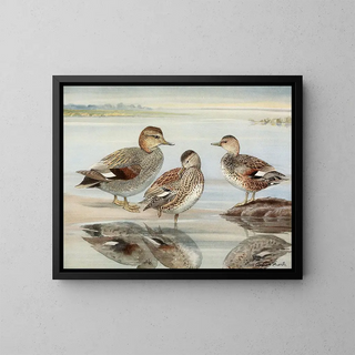Louis Agassiz Fuertes - Gadwall Couess Gadwall.webp