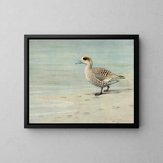 Louis Agassiz Fuertes - Marbled Duck.webp