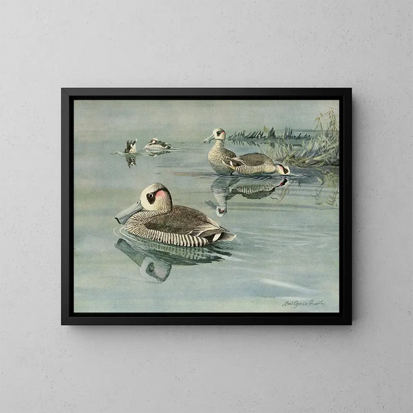 Enten mit rosa Ohren - Louis Agassiz Fuertes — gerahmtes Bild an der Wand