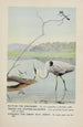 Rattles le Martin-pêcheur Teeter le Chevalier grivelé Longlegs le Grand Héron bleu - Louis Agassiz Fuertes — vista dell’opera