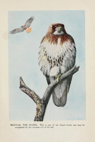 Louis Agassiz Fuertes - Redtail the Hawk.webp