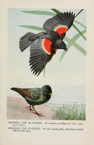 Louis Agassiz Fuertes - Redwing the Blackbird Speckles the Starling.webp