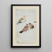 Snowflake le Bruant des neiges Wanderer l'Alouette hausse-col - Louis Agassiz Fuertes — gerahmtes Bild an der Wand