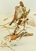 Bruant des arbres Snowflake - Louis Agassiz Fuertes — Ansicht des Kunstwerks