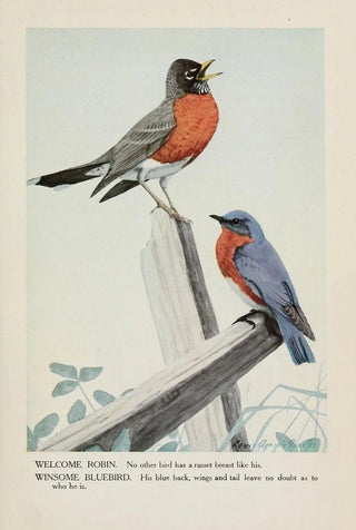 Louis Agassiz Fuertes - Welcome Robin Winsome Bluebird.webp