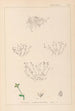 Herbier de la flore française Pl0002 - Louis Antoine Cusin — vista dell’opera