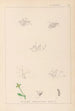 Herbier de la flore française Pl0003 - Louis Antoine Cusin — Ansicht des Kunstwerks