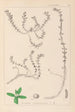 Herbier de la flore française Pl0006 - Louis Antoine Cusin — Ansicht des Kunstwerks