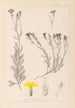 Herbier de la flore française Pl0009 - Louis Antoine Cusin — vista dell’opera
