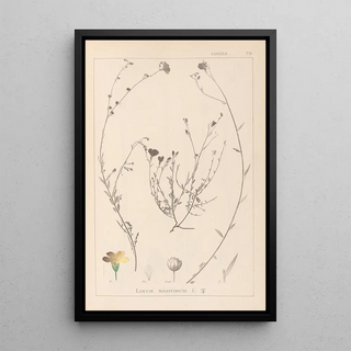Louis Antoine Cusin - Herbier de la flore franaise Pl0013.webp